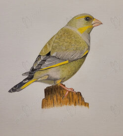 greefinch sitting on a piece of wood colour pencil drawing of green finch sitting on a piece of wood