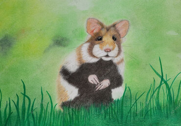 Drawing of a common hamster – detailed animal illustration showing the endangered rodent in realistic style.