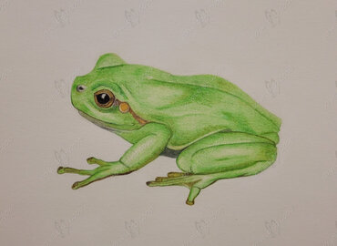 portrait of a tree frog colour pencil drawing of a tree frog