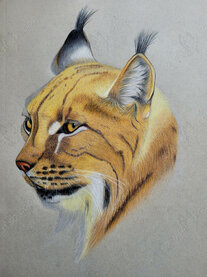 Luchsporträt Buntstiftzeichnung, die den Kopf eines Luchs zeigt