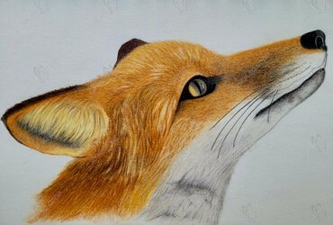 portrait of a red fox colour pencil drawing showing the head of a red fox