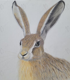 portrait of a brown hare colour pencil drawing showing the head of a brown hare