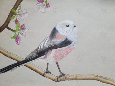 Drawing of a long-tailed tit – delicate bird illustration showing the small songbird in fine detail.