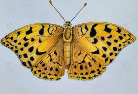 portrait of a silver washed fritillary butterfly