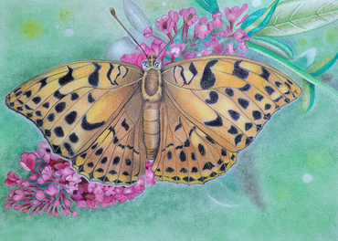 portrait of a silver washed fritillary butterfly