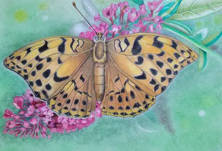 portrait of a silver washed fritillary butterfly