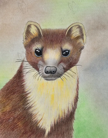 Portrait of a pine marten – detailed wildlife illustration showing the head of a pine marten in realistic style.