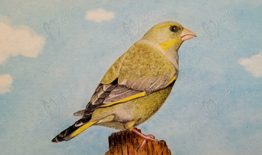 Buntstiftzeichnung eines Grünfinks – realistische Vogelillustration in leuchtenden Grüntönen, Symbol für heimische Artenvielfalt.