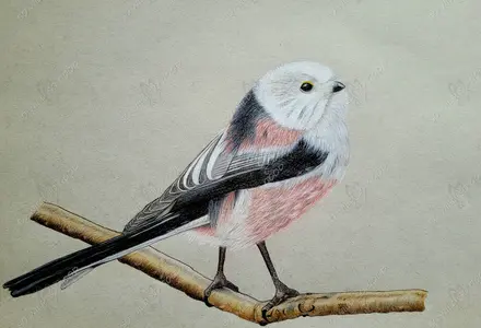 Buntstiftzeichnung Illustration Schwanzmeise