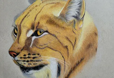 colour pencil drawing showing the head of a lynx